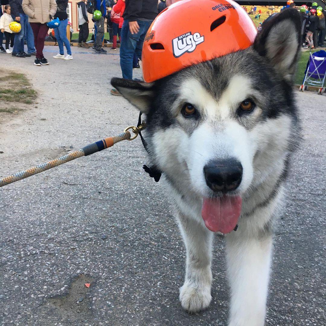 A malamute dog wearing an orange helmet at Skyline Luge Mont Tremblant.